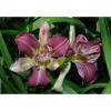 PLANTS-DAYLILY- H.&#039;Royal Eventide&#039;