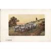 M17.Vintage Postcard.At Eventide.Sheep going home.