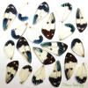 20 REAL BUTTERFLY  wing jewelry artwork material ooak DIY gift #14