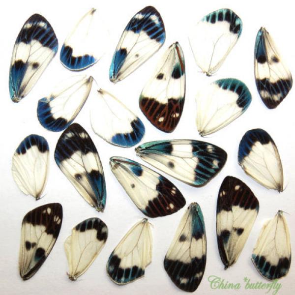 20 REAL BUTTERFLY  wing jewelry artwork material ooak DIY gift #14 #1 image