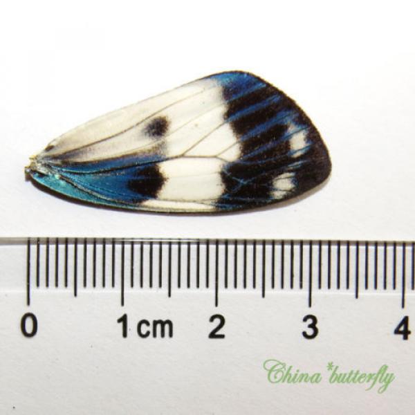 20 REAL BUTTERFLY  wing jewelry artwork material ooak DIY gift #14 #3 image